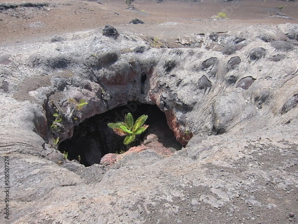 Obraz Green plant thriving inside a volcanic crater. A crater in the ground with many different layers of soil. Hawaiʻi Volcanoes National Park.