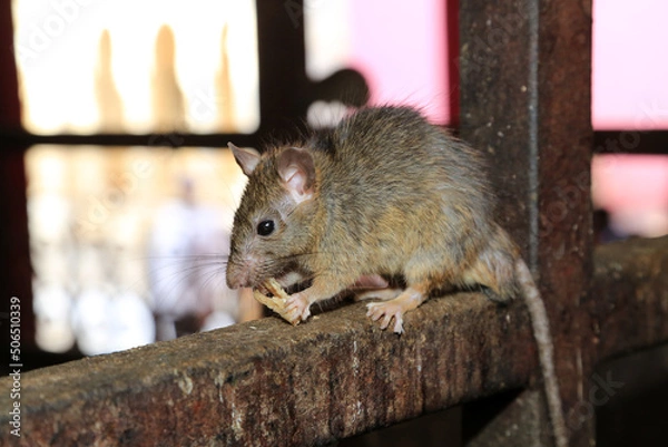 Obraz Ratte auf Metallzaun - Karni Mata - Rattentempel in Indien