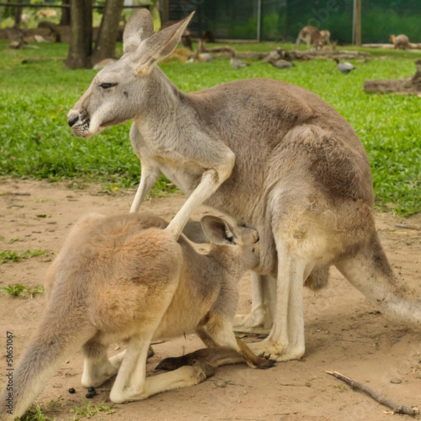 Fototapeta Mother kangaroo and her joey