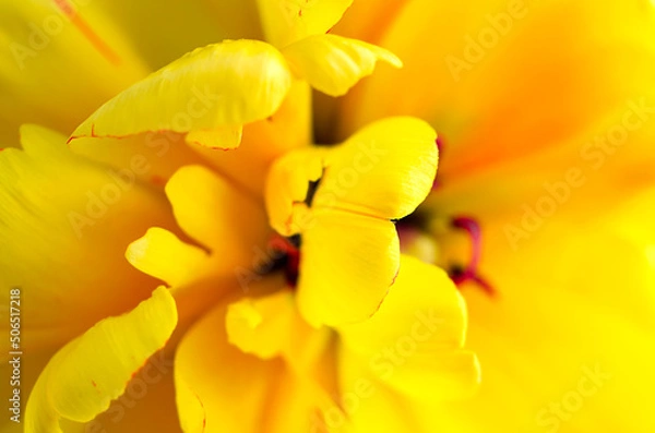 Obraz yellow tulip petals close up
