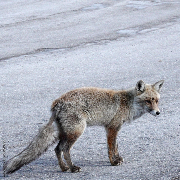 Obraz red fox vulpes