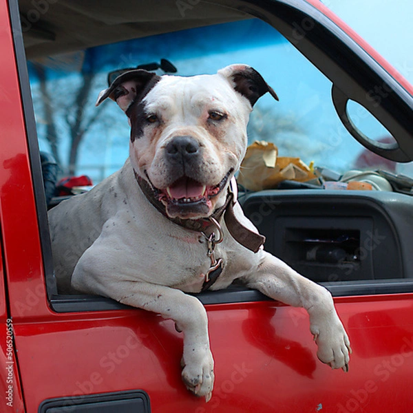 Obraz A dog in the window of a red truck. Midwest region, USA.