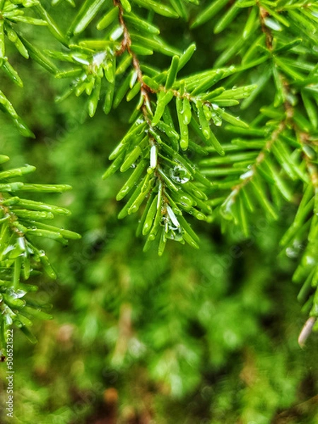 Obraz rain drops on pine needles 
