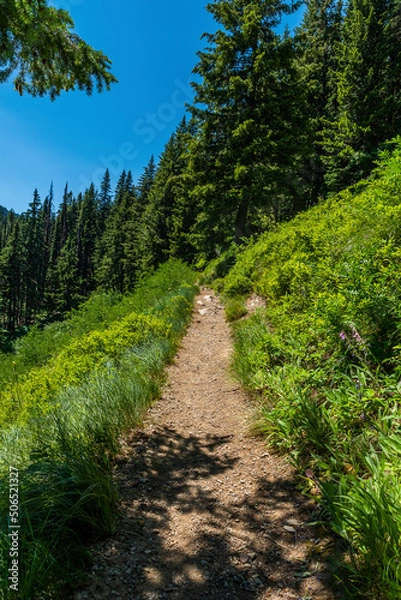 Obraz Uphill path in the forest