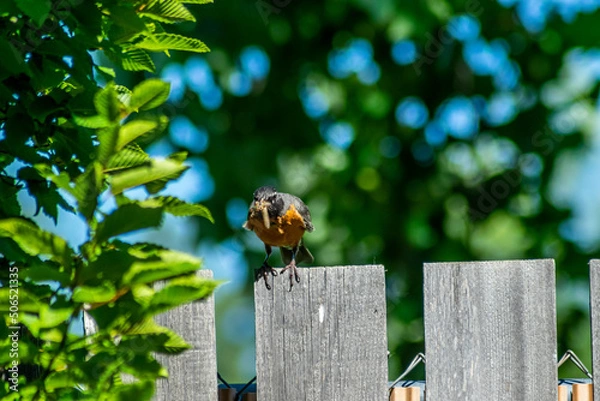 Obraz Robin on a fence