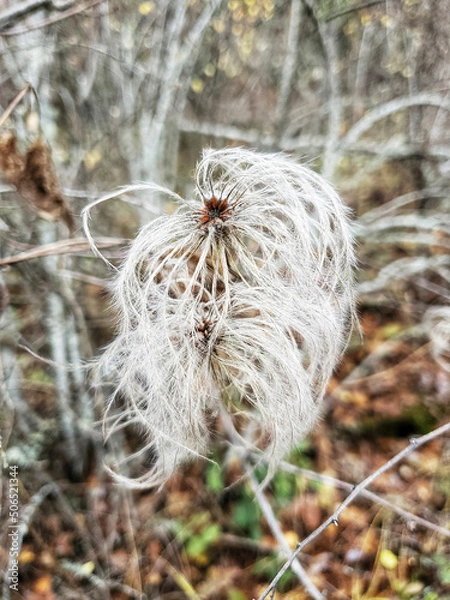Obraz Fluffy seed pods in fall 