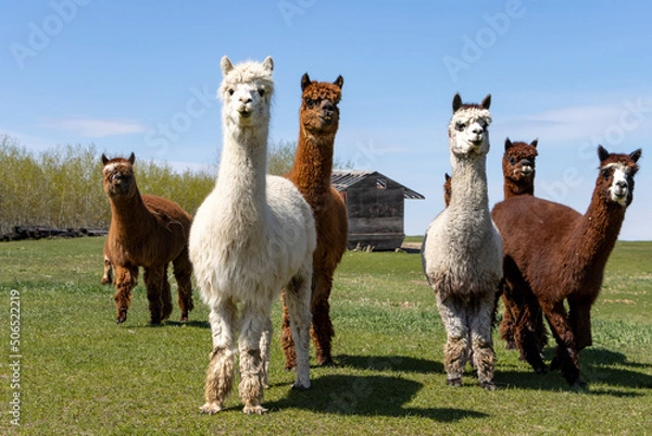 Fototapeta group of alpaca walking towards camera in field 