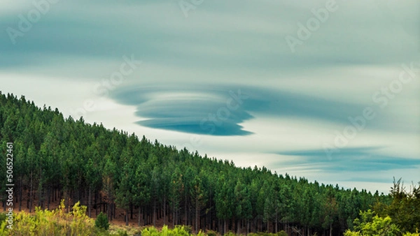 Obraz Lenticular cloud over a pine forest on a hill.