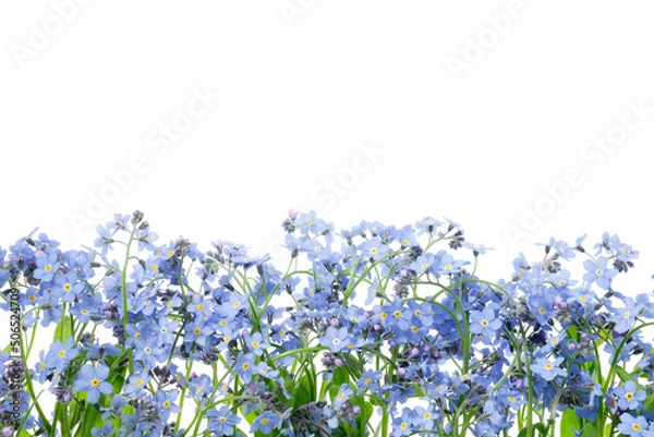Fototapeta Row of wild forget me not flowers. Blossom forget-me-not, myosotis on white background.