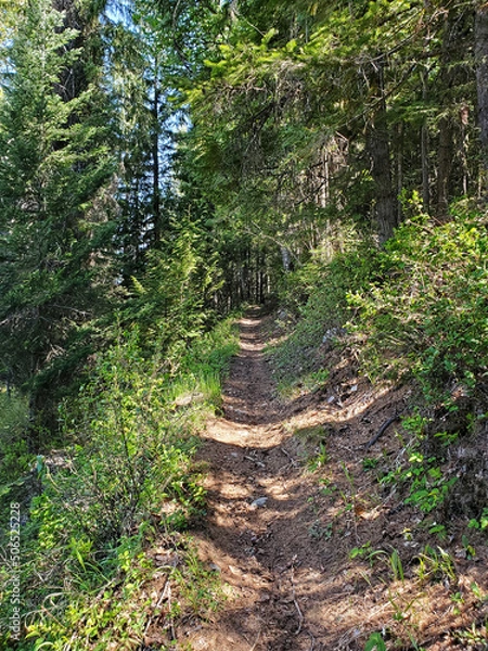 Obraz Trail up through the forest