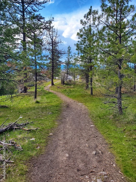 Obraz trail through the trees