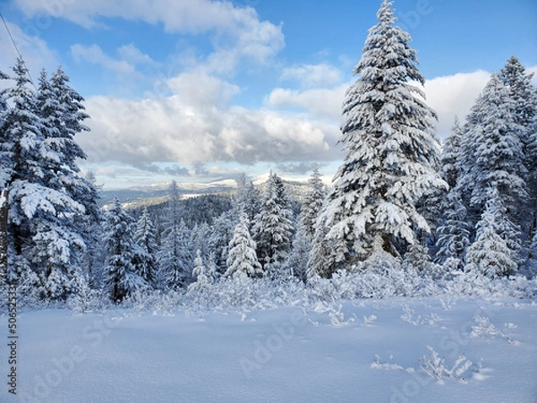 Obraz snow covered trees in the mountains