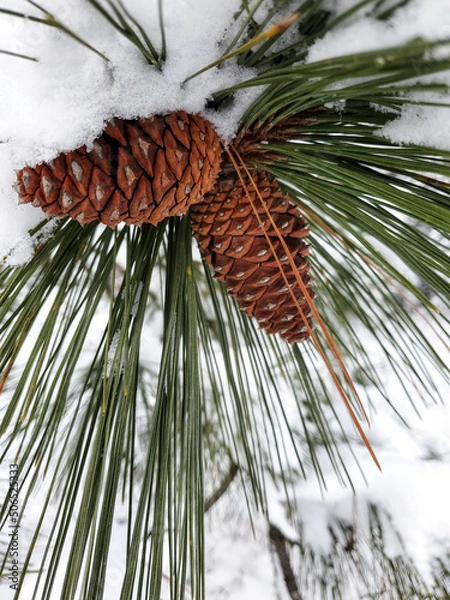 Obraz winter pine cone in tree 