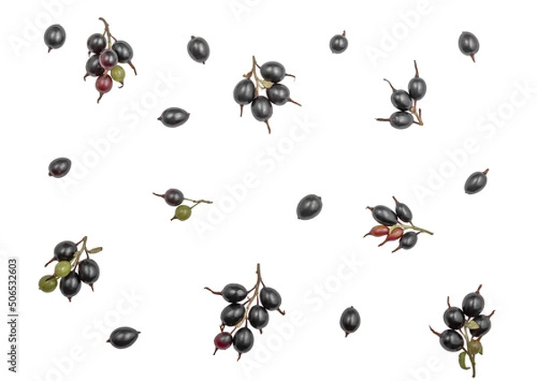Fototapeta Berries of black currants isolated on white background.
