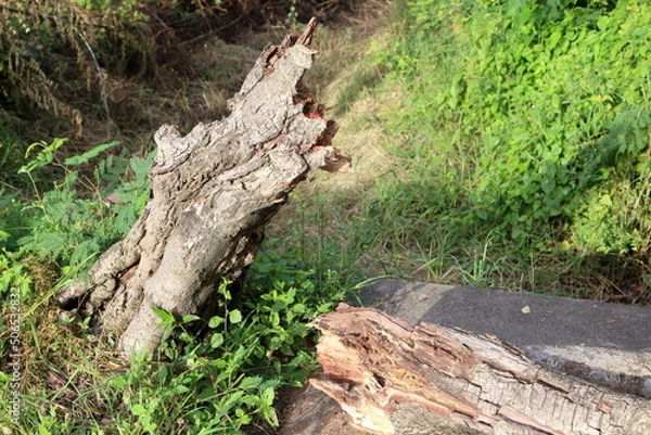 Obraz broken tree to the ground