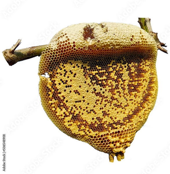 Obraz bees on a completely isolated white background