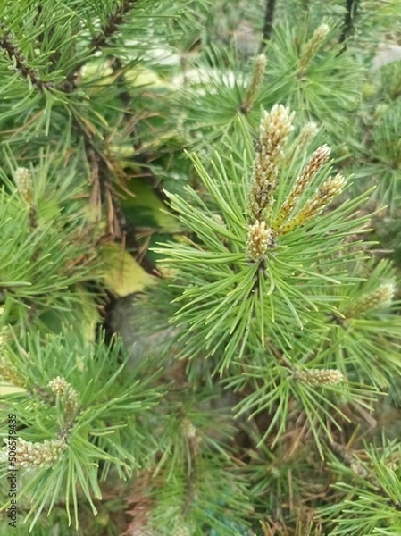 Obraz pine tree branch
