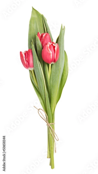 Fototapeta three beautiful tulips
