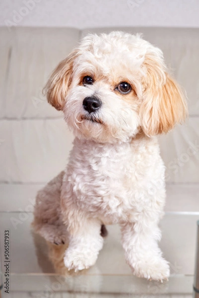 Fototapeta Portrait of a beige Maltipoo puppy stands on a glass table in the room