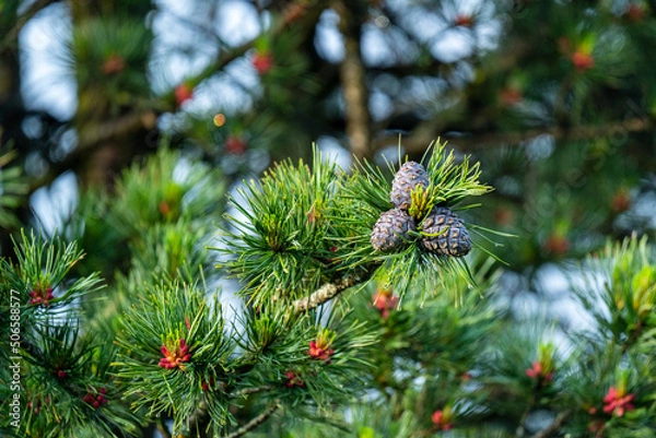 Fototapeta cones and blossom from a swiss stone pine - pinus cembra -  at a sunny spring morning on the mountains