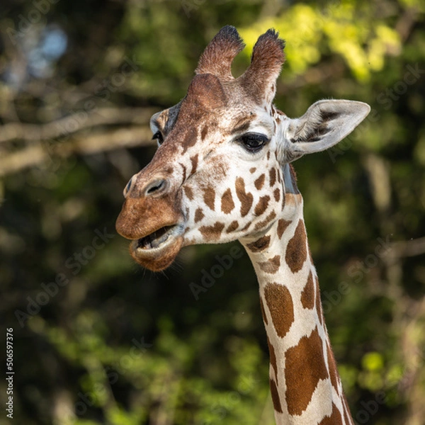 Fototapeta The giraffe, Giraffa camelopardalis is an African mammal