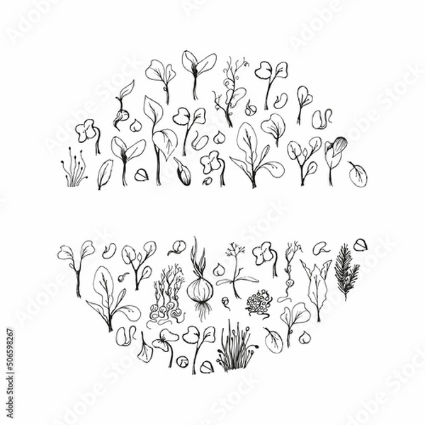 Fototapeta Set of microgreens doodle illustration. Vector hand drawn sketch background