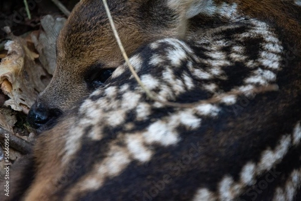 Fototapeta Faon de chevreuil
