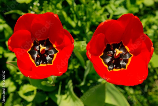 Fototapeta A close up of red blooming eyed tulips (tulipa agenensis) in a garden in spring