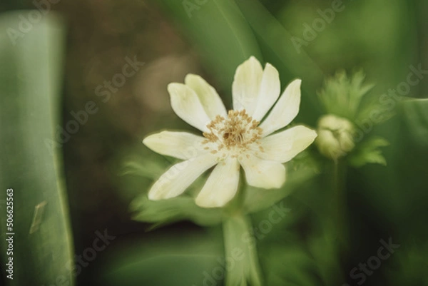 Fototapeta anemone