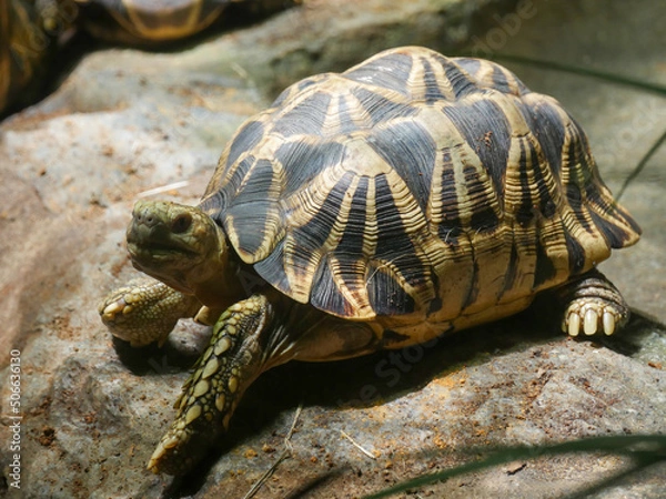 Obraz Burmese star tortoise (Geochelone platynota) is a critically endangered tortoise species, native to the dry, deciduous forests of Myanmar (Burma).