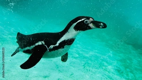 Obraz Penguin swimming underwater