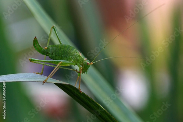 Fototapeta grasshopper on the grass