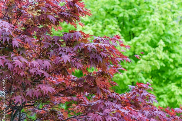 Obraz Maple tree with red and green leaves. Selective focus.