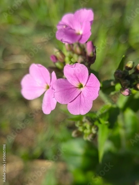 Obraz Blooming purple flowers