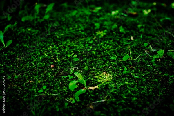 Fototapeta 苔