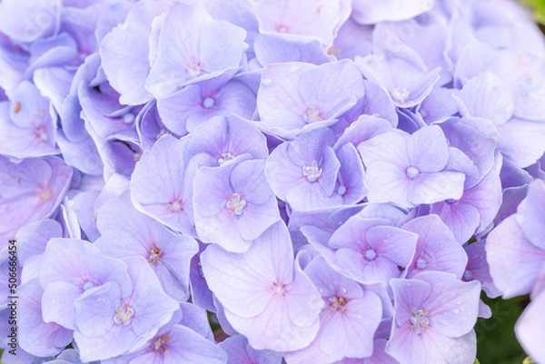 Fototapeta 紫陽花のアップ
