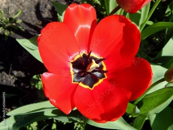Obraz Tulip flower close up. Beautiful red tulip.