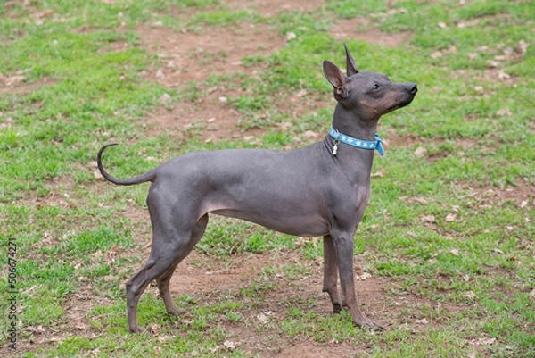 Obraz Cute american hairless terrier puppy is standing on a green grass in the spring park and looking away. Pet animals. Purebred dog.