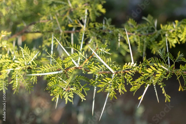 Obraz Close up of a thorn tree in Africa