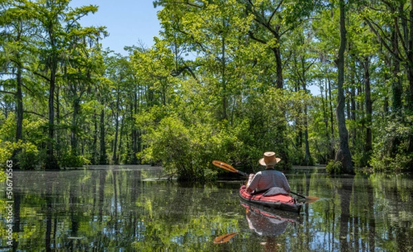Fototapeta Kayaker paddling in Merchant's Millpond State Park in northeastern North Carolina in late May. Dominant trees are water tupelo (Nyssa aquatica) and baldcypress (Taxodium distichum)