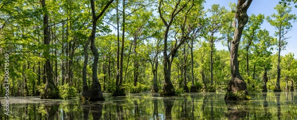 Fototapeta Merchant's Millpond State Park in northeastern North Carolina in late May. Dominant trees are water tupelo (Nyssa aquatica) and baldcypress (Taxodium distichum). 