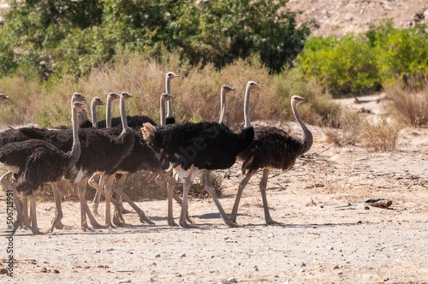 Fototapeta Telephoto shot of a giant group of Ostriches crossing a dirt road, somewhere in Namibia.
