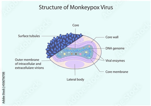 Fototapeta Structure of Minkeypox virus, vector, illusttration