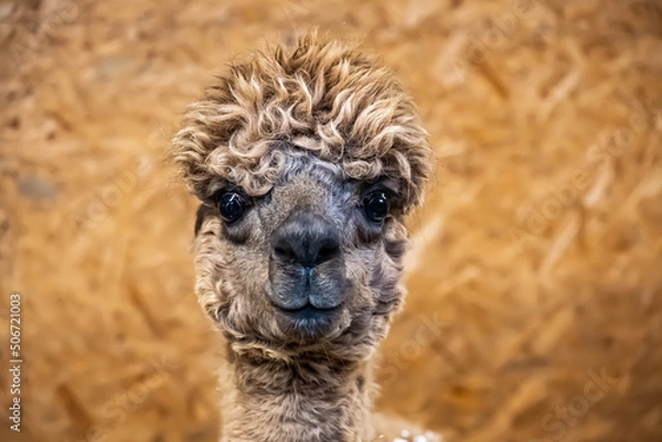 Obraz Alpaca farm, close-up curly head of a brown alpaca, black eyes looking directly at the camera, indoors against a brown wall.