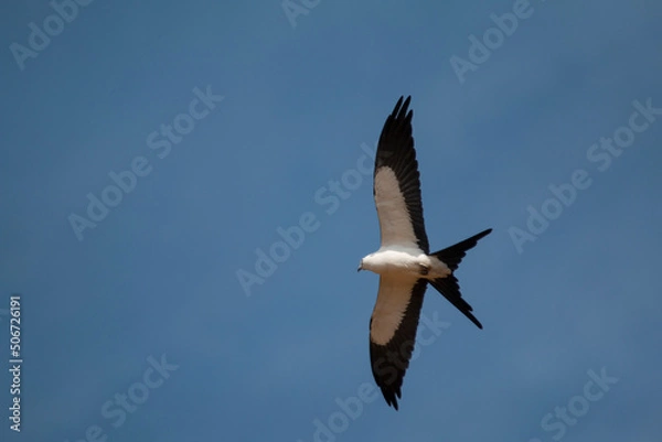 Obraz gavião-tesoura
