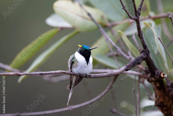 Obraz chifre-de-ouro