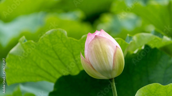 Obraz 舞鶴公園の蓮の花