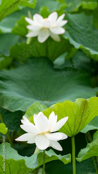 Obraz 舞鶴公園の蓮の花D