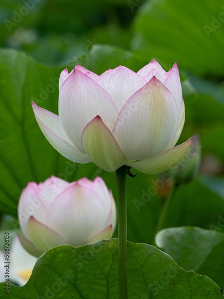 Obraz 舞鶴公園の蓮の花C