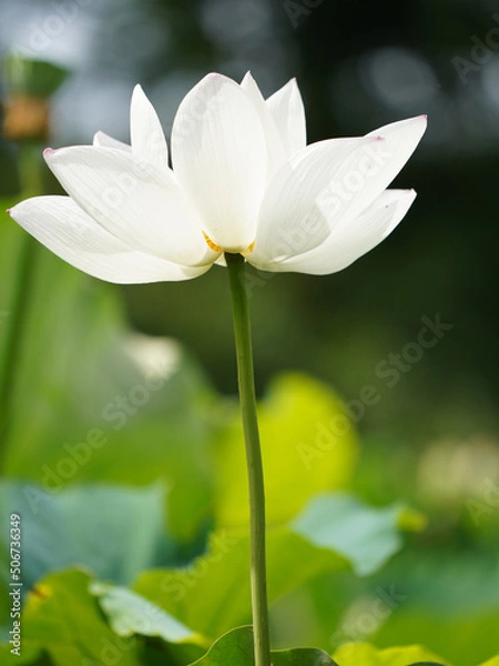 Obraz 舞鶴公園の蓮の花F